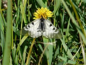 Parnassius mnemosyne