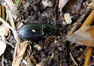 ÚEV Liv. Jel . Pterostichus oblongopunctatus (Fabricius, 1787) 1828