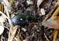 Pterostichus (Bothriopterus) oblongopunctatus (Fabricius, 1