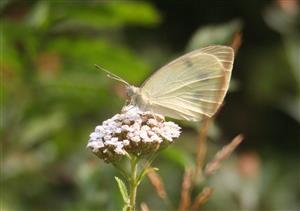 ÚEV L. Jelšina Pieris brassicae (Linnaeus, 1758) mlynárik kapustový 001