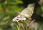 ÚEV L. Jelšina Pieris brassicae (Linnaeus, 1758) mlynárik kapustový 001