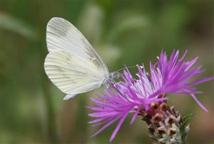 ÚEV L. Jelšina Leptidea sinapis (Linnaeus, 1758) mlynárik hrachorový 002