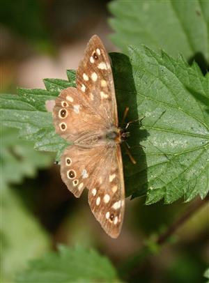ÚEV L. Jelšina Pararge aegeria (Linnaeus, 1758) očkáň pýrový 005