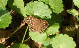 ÚEV L. Jelšina Pararge aegeria (Linnaeus, 1758) očkáň pýrový 007