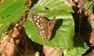 ÚEV L. Jelšina Pararge aegeria (Linnaeus, 1758) očkáň pýrový 008