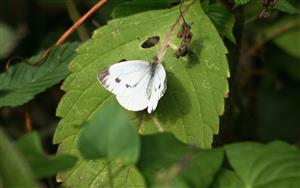 ÚEV L. Jelšina Pieris brassicae (Linnaeus, 1758) mlynárik kapustový 003