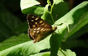 ÚEV L. Jelšina Pararge aegeria (Linnaeus, 1758) očkáň pýrový 0010