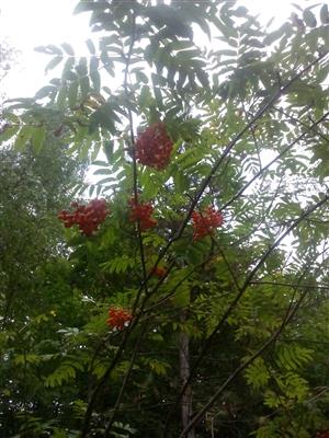 20150825_133409.png