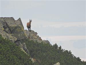 Rupicapra rupicapra