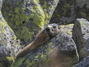 Marmota marmota