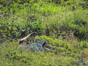 Marmota marmota