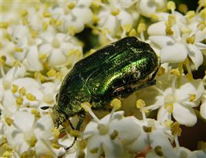 ÚEV D.Lazy Cetonia aurata 001