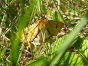 ÚEV D LazyDiacrisia sannio (Linnaeus, 1758) spriadač chrastavcový