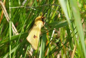 ÚEV D Lazy Diacrisia sannio (Linnaeus, 1758) spriadač chrastavcový 002