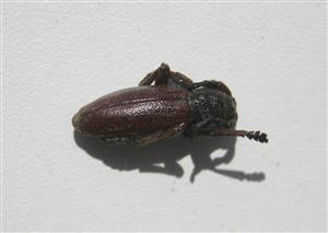ÚEV D.Lazy Dorcadion fulvum Scop 001