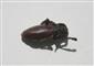 Dorcadion (Autodorcadion) fulvum fulvum Scopoli, 1763