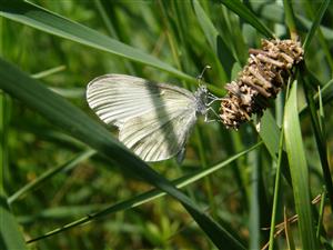 ÚEV D. LazyLeptidea sinapis (Linnaeus, 1758)  mlynárik hrachorový 001