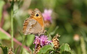 ÚEV D.Lazy Maniola jurtina (Linnaeus, 1758) očkáň lúčny 002