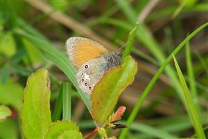 ÚVE D. Lazy Coenonympha glycerion (Borkhausen, 1788) očkáň traslicový 001