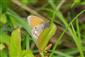 ÚVE D. Lazy Coenonympha glycerion (Borkhausen, 1788) očkáň traslicový 001