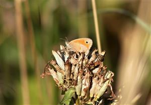 ÚVE D. Lazy Coenonympha pamphilus (Linnaeus, 1758) očkáň pohánkový 001