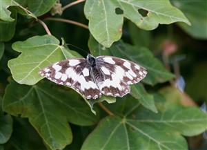 ÚEV D.Lazy Melenargia galathea (Linnaeus, 175