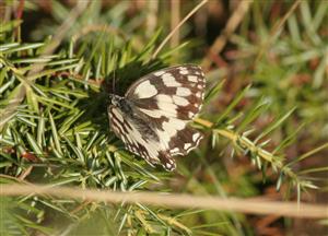 ÚEV D.Lazy Melenargia galathea (Linnaeus, 1758) očkáň timotejkový 04