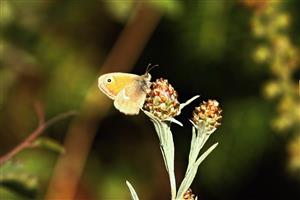 ÚVE D. Lazy Coenonympha pamphilus (Linnaeus, 1758) očkáň pohánkový 002