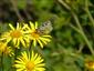 Parnassius mnemosyne