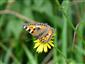 Aglais urticae