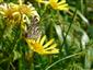 Vanessa cardui