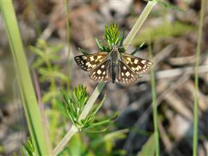 Carterocephalus palaemon