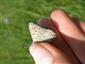 Lycaena alciphron