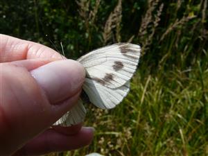 Pieris napi f. bryoniae