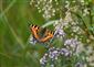 Aglais urticae