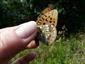 Argynnis addipe