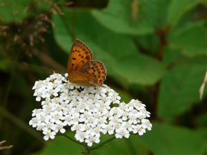 Lycaena virgaure