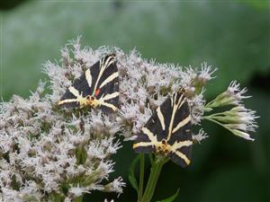 Callimorpha quadripunctaria