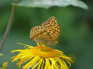 Argynnis paphia