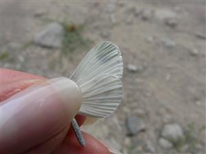Leptidea sinapis