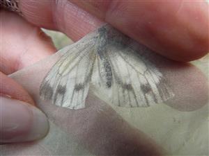Pieris napi f. bryoniae