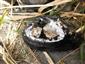 Anodonta anatina (LINNAEUS, 1758)