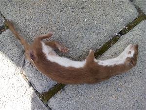 IMG_20150906_113517.jpg