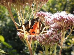 Callimorpha quadripunctaria 