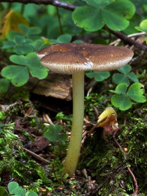 Pluteus romellii