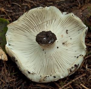 Russula delica