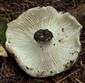 Russula delica