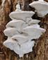 Postia tephroleuca (syn.)