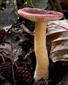 Russula alnetorum