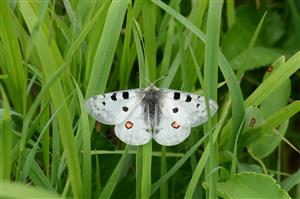Jasoň červenooký (Parnassius apollo L.)
